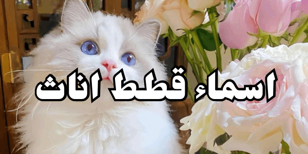 اسماء قطط اناث +100 اسم
